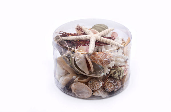 Premium Coral and Seashell Pack - Beach Box